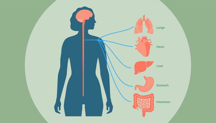 Unlocking the Power of Your Vagus Nerve
